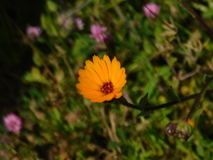 Calendula arvensis