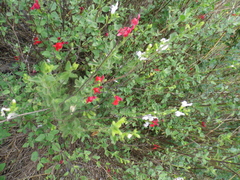 Salvia microphylla microphylla