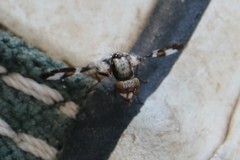 Dyscrasis hendeli