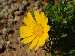 Glebionis coronaria