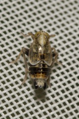 Dicranotropis hamata