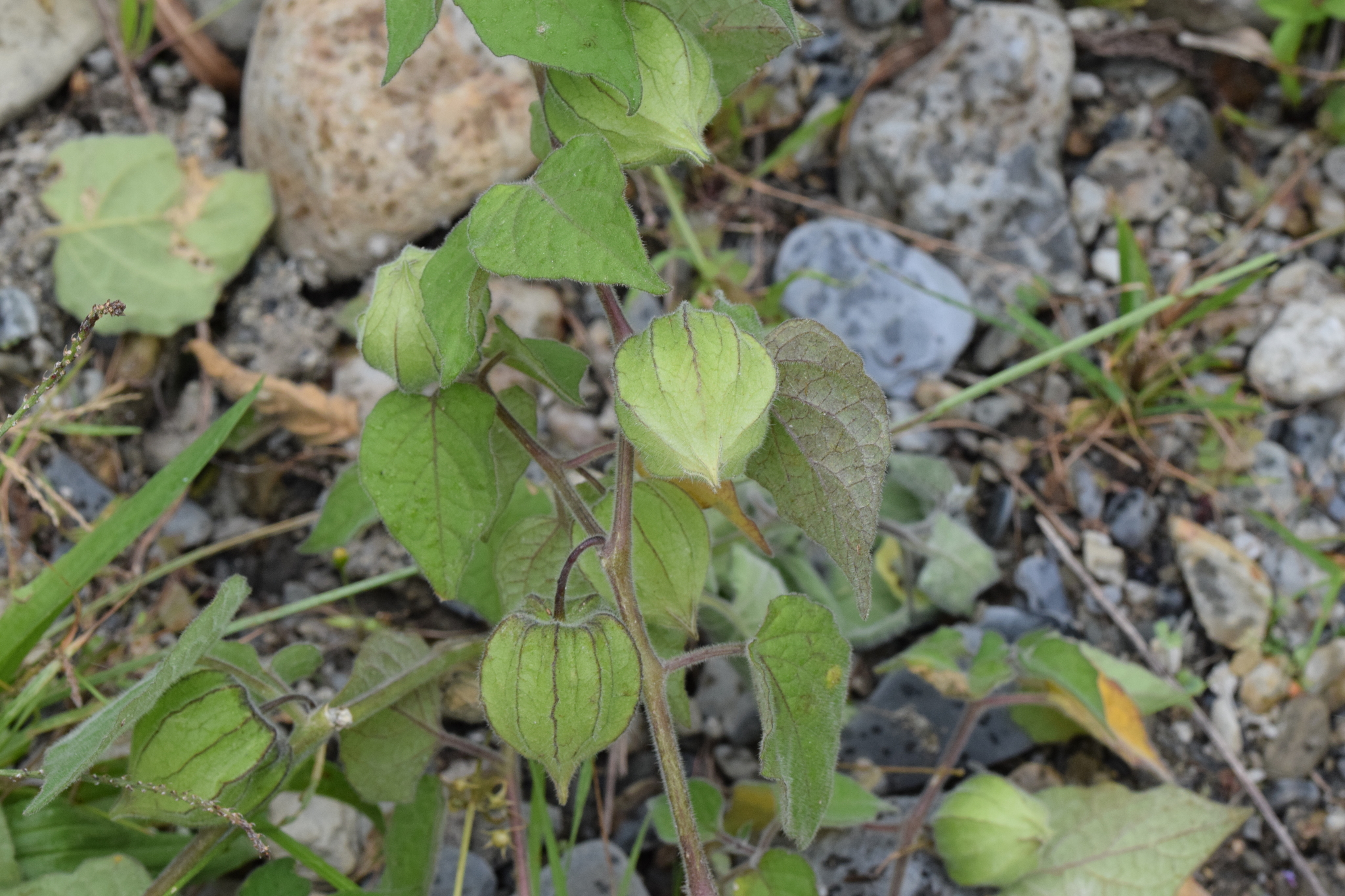 Physalis image