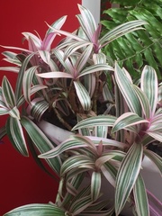 Tradescantia spathacea