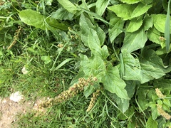 Blitum bonus-henricus