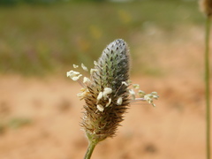 Plantago lagopus