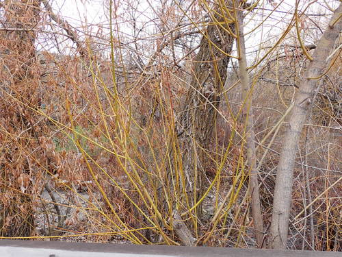 White Willow (Salix alba)