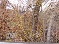 White Willow (Salix alba)