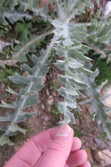 Cirsium neomexicanum utahense