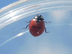 Coccinella septempunctata