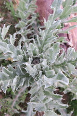 Cirsium neomexicanum utahense