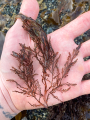 Odonthalia setacea