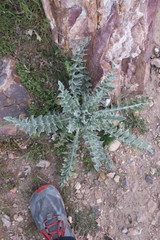 Cirsium neomexicanum utahense