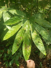 Fatsia