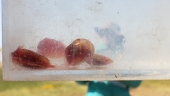 Cyzicus californicus