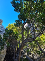 Pterocelastrus tricuspidatus