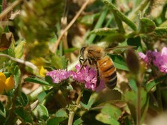 Apis mellifera