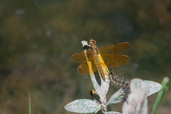 Perithemis icteroptera