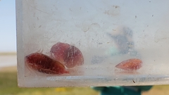 Cyzicus californicus