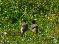 Acridotheres tristis