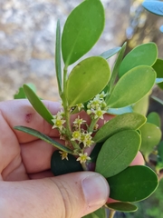 Pterocelastrus tricuspidatus