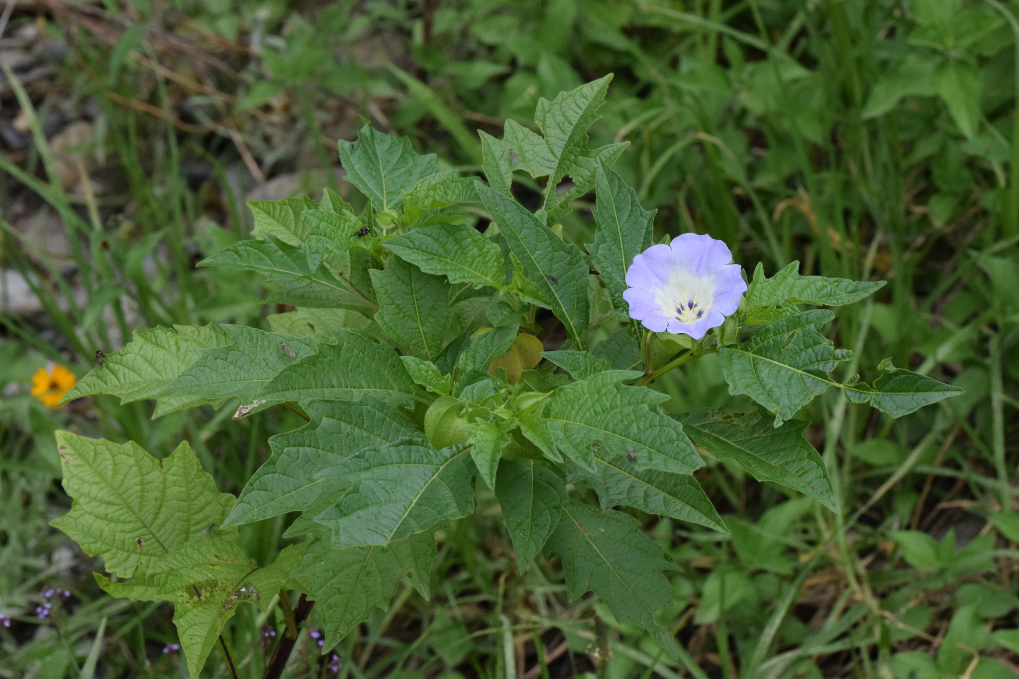 Nicandra image