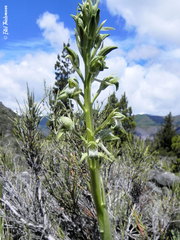 Chloraea cylindrostachya