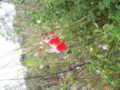 Salvia microphylla microphylla
