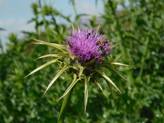 Silybum marianum