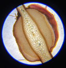 Odonthalia setacea