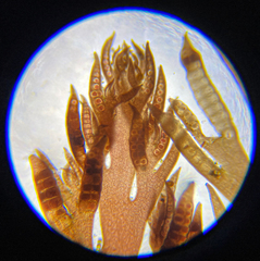 Odonthalia setacea