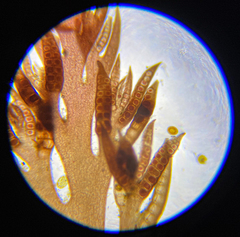 Odonthalia setacea