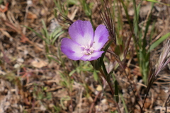 Clarkia affinis