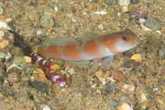 Alpheus randalli