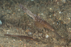 Solenostomus cyanopterus