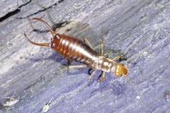 Chelidurella