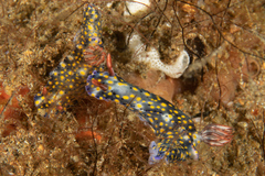 Hypselodoris roo