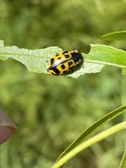 Chrysomela interrupta