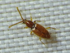 Chevrolatia