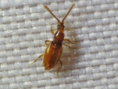 Chevrolatia
