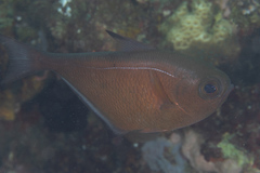 Pempheris vanicolensis