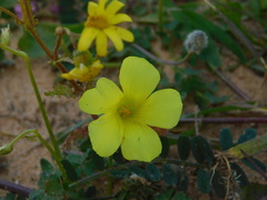 Oxalis pes-caprae