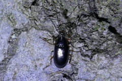 Gonodera luperus