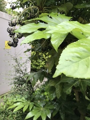 Fatsia japonica