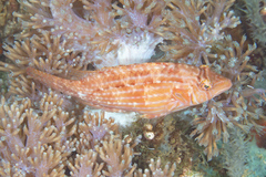 Pteragogus enneacanthus