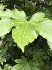 Fatsia japonica