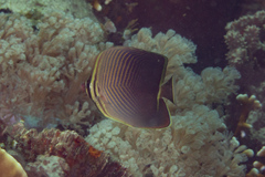 Chaetodon baronessa