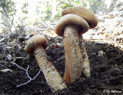 Cortinarius austroturmalis