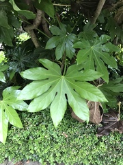 Fatsia japonica