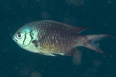 Chromis xanthura