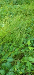 Carex atlantica